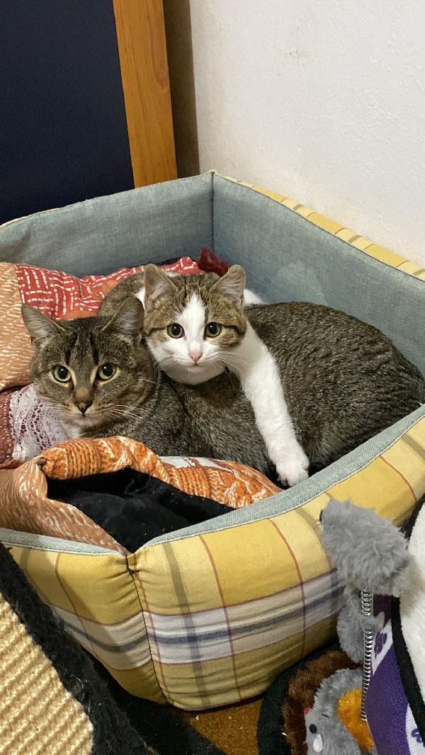 Mamma gatta e la coccola di mamma Foto 7